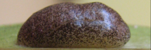 Pupae Side of Black-spotted Flash - Hypolycaena phorbas phorbas